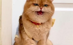 王者荣耀女英雄去掉所有内无2021